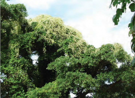 seedlings-of-anredera-cordifolia-ten-steenis-picture-by-neil-r-crouch (1)
